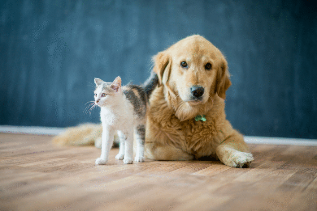 Pet Freindly Property in Bangkok